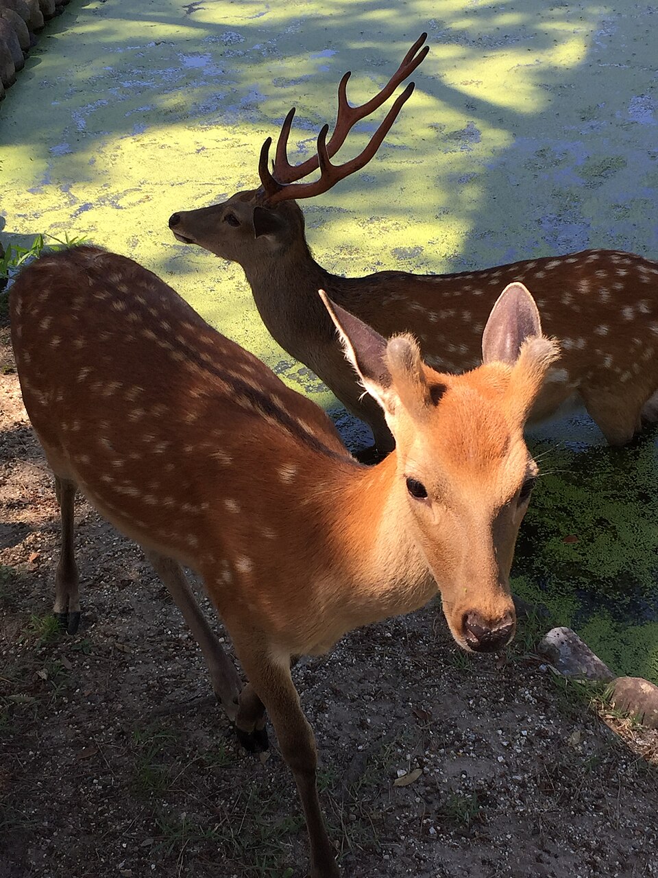 Deer in Nara Park, Japan